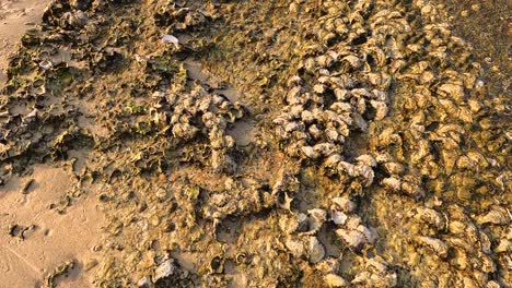 aerial view of oysters on a rocky shoreline in phuket, thailand, captured at sunset with warm lighting and gentle camera movement