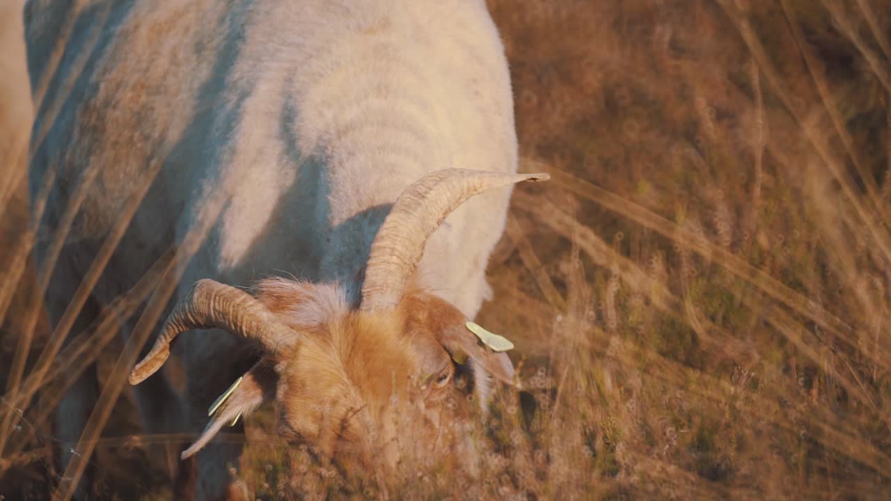 primer plano de vista frontal de una cabra comiendo hierba seca, cámara lenta, sol vespertino