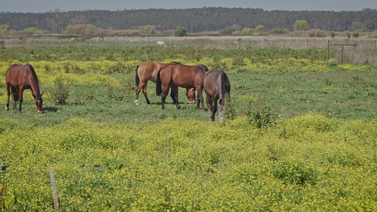 caballos que se alimentan de hierba silvestre durante el tiro medio de primavera