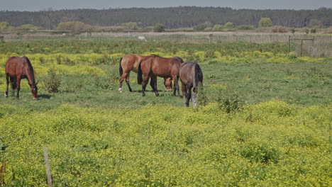 Caballos-Alimentándose-De-Hierba-Silvestre-Durante-La-Primavera-Tiro-Medio