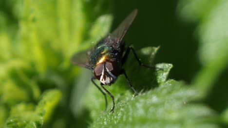 Macro-Mosca-Verde-Parada-Sobre-Una-Hoja