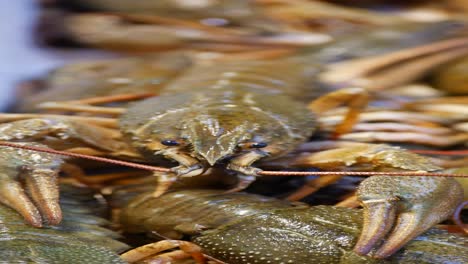 fresh crayfish