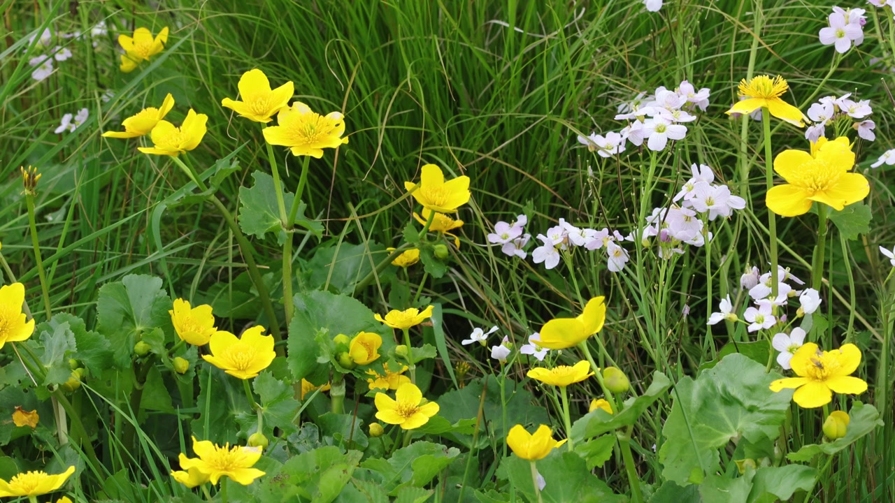 Marsh Marigolds, Caltha palustris, growing amongst other vegetation in a marsh. Spring. Wales. UK