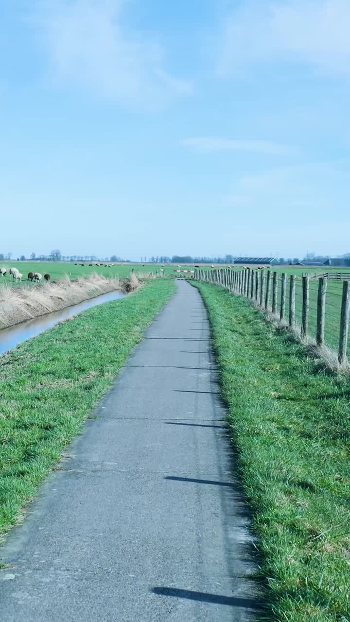 Long Paved Path Through Green Rural Fields with Grazing Sheep