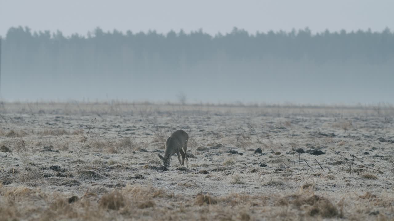 Almindeligt vildt rådyr går og spiser græs på marken på en tør græseng i det tidlige forår, nærbillede