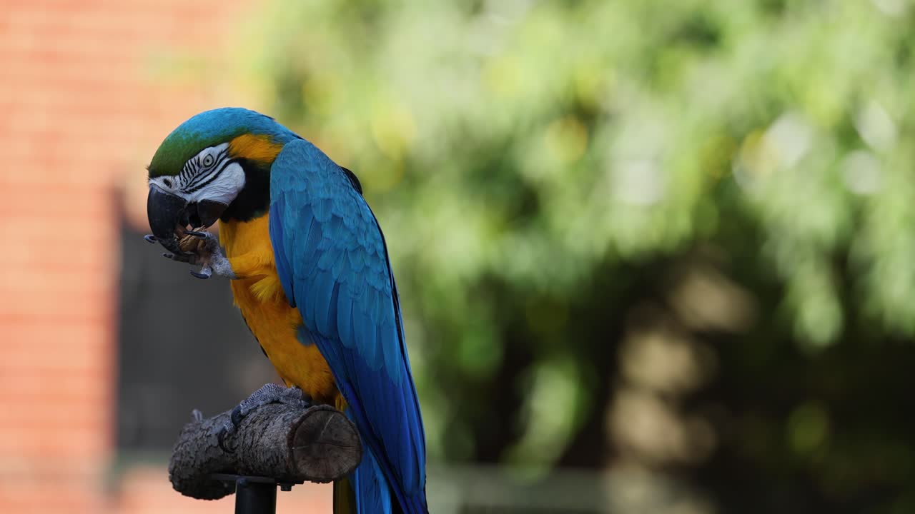 un loro comiendo en una percha en el zoológico