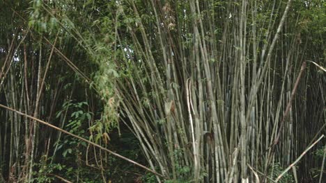 right trucking medium shot of a natural bamboo plant in a bamboo forest in the jungle in koh chang thailand