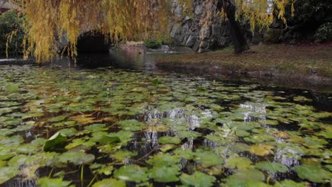 low tilt aerial: willow tree in fall colors near pond with bridge