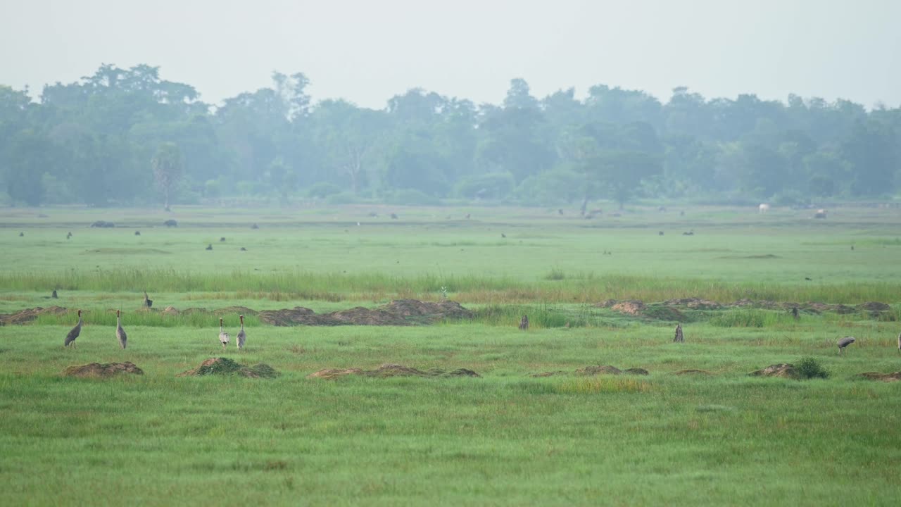 A flock foraging during the morning at a grassland and two individuals walk towards the left, Sarus Crane, Antigone antigone, Buriram, Thailand