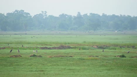 Eine-Herde,-Die-Morgens-Auf-Einer-Wiese-Nach-Nahrung-Sucht,-Und-Zwei-Personen-Gehen-Nach-Links,-Sarus-kranich,-Antigone-Antigone,-Buriram,-Thailand