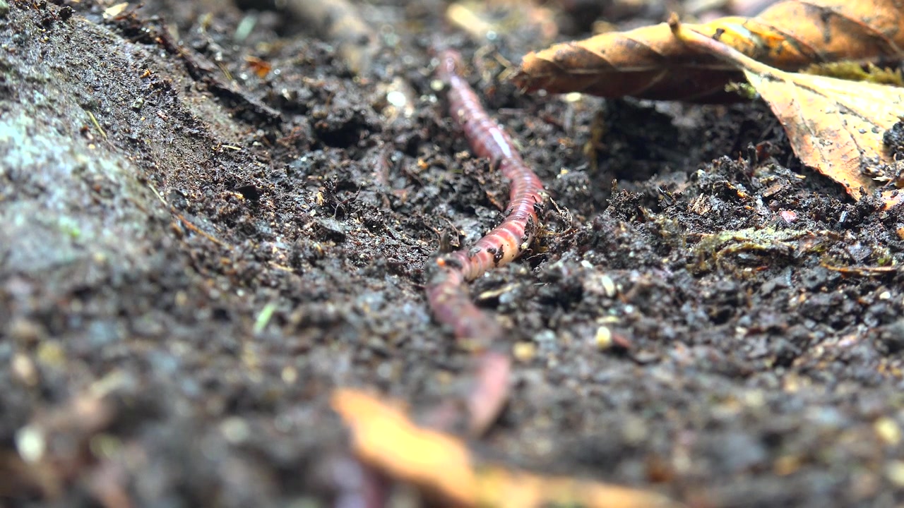 Earthworm Crawling Through Moist Soil in Nature