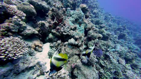 two red sea bannerfish, with their distinctive black, yellow, and white markings, are captured in an underwater wide-angle shot swimming near a vibrant coral reef in the clear blue waters