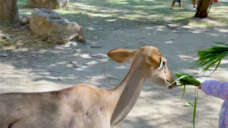 child feeding a deer in a park