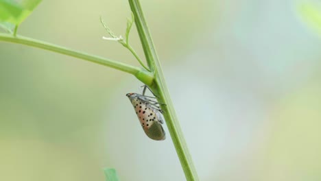 Mosca-Linterna-Manchada-En-Las-Ramas-De-Los-árboles