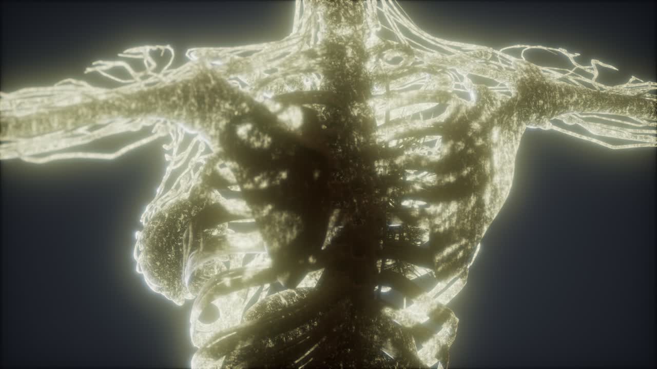 animación colorida del cuerpo humano que muestra huesos y órganos