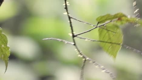 Green-heron-sitting-in-tree-before-jumping-of-the-wet-branch-with-green-leafs