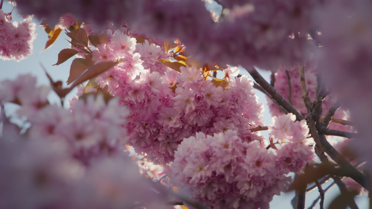 Slow motion handheld shot of sakura blossoms with branches in soft foreground creating layered depth in sunlight