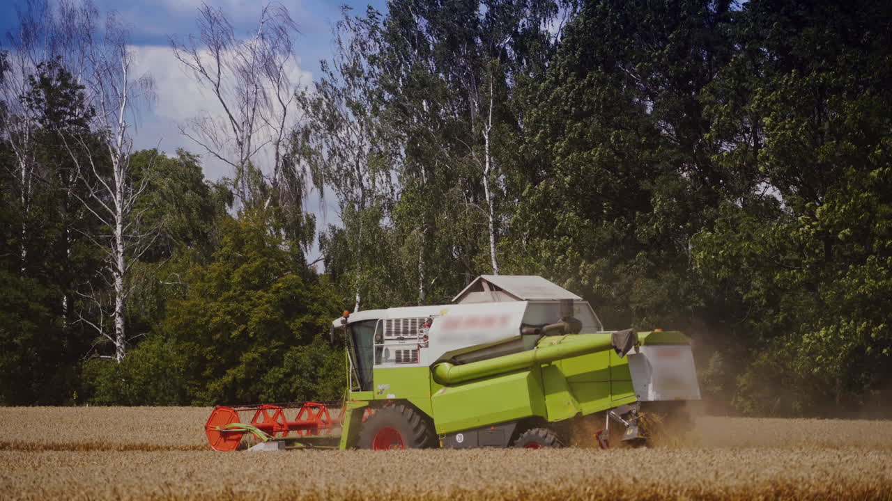 Combine harvester work on green trees background in summer. Harvesting process in the golden field of wheat outdoors.