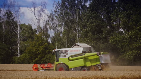 combine harvester work on green trees background in summer. harvesting process in the golden field of wheat outdoors.