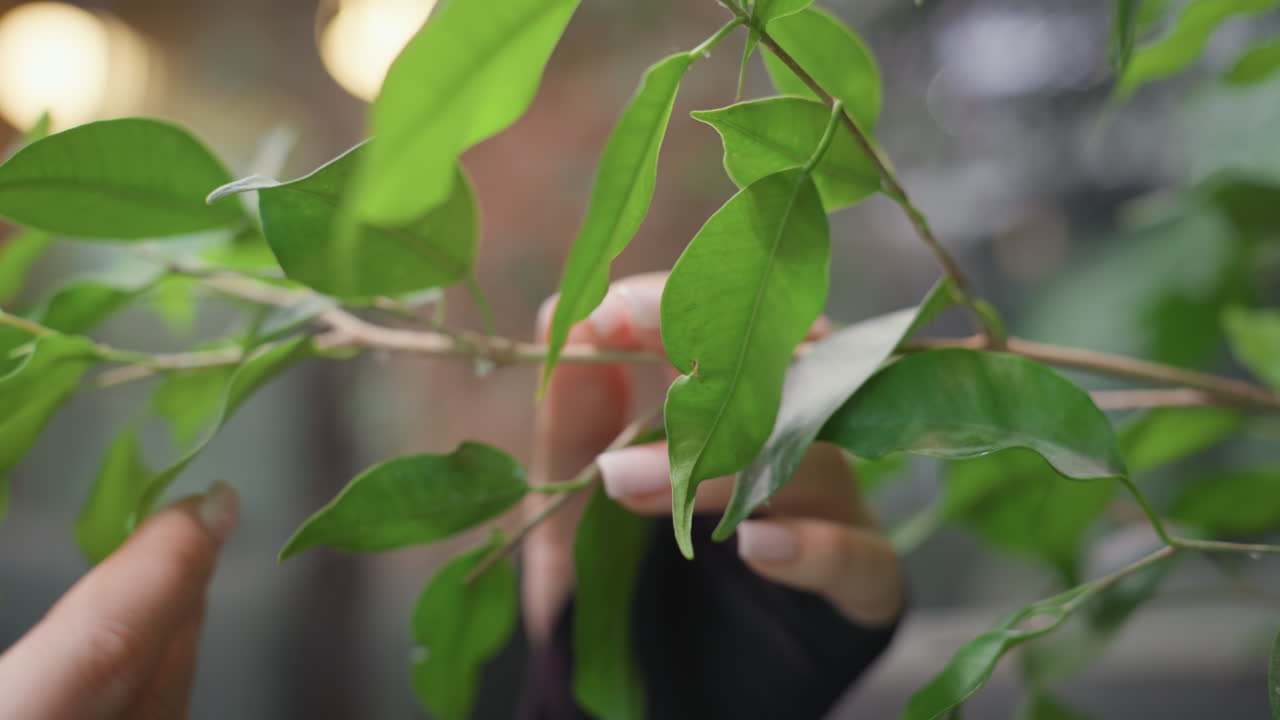 Close up hand with acrylic nails gently touching vibrant green leaf in soft natural light with blurred background, capturing delicate interaction between human and nature in calm indoor environment