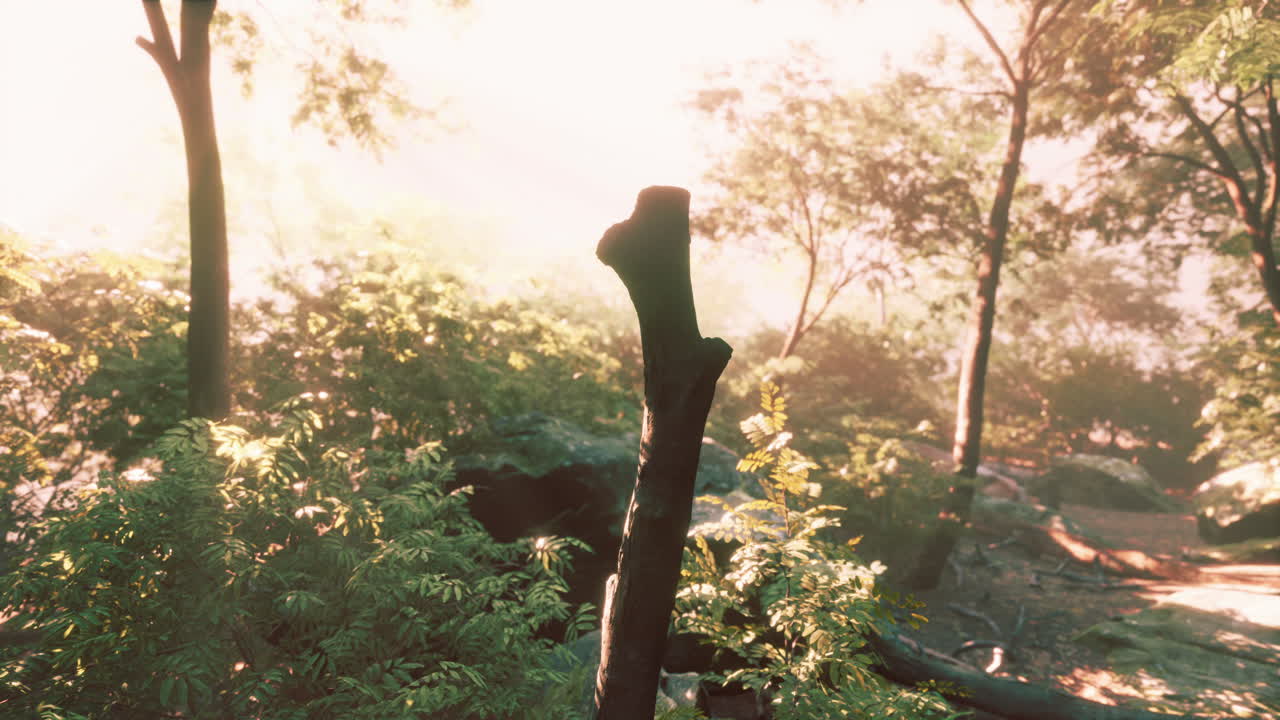 아시아 의 깊은 열대 정글