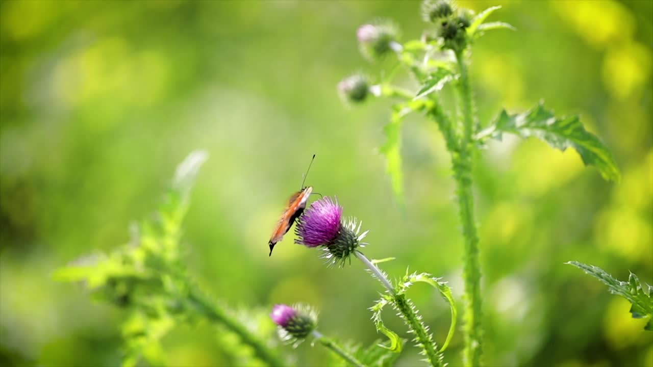 closeup de mariposa en una flor en cámara lenta
