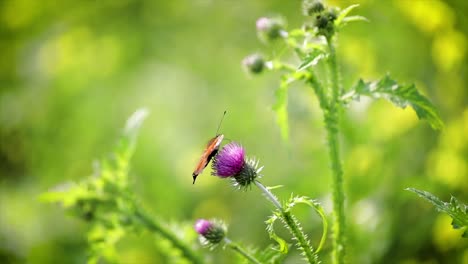 butterfly closeup on a flower in slow motion