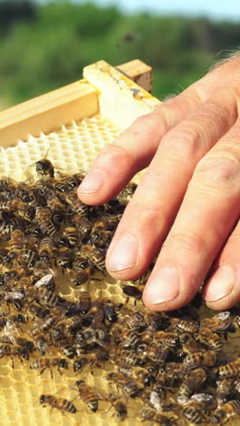 beekeeper examines bees in honeycombs. hands of the beekeeper. bee is close-up. vertical video
