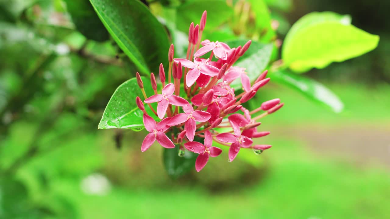 hermosa naturaleza balinesa bajo la lluvia