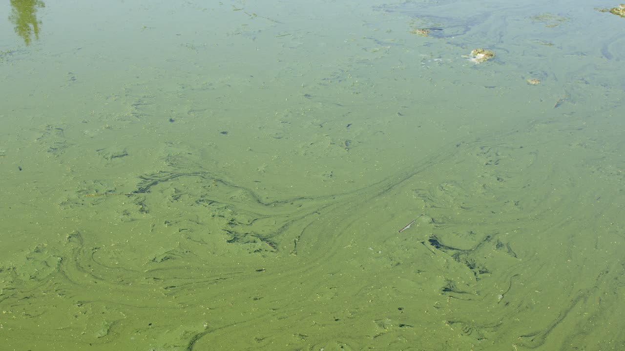 Thick blue green algae bloom drifts on polluted water of wetland pond