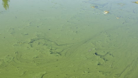 thick blue green algae bloom drifts on polluted water of wetland pond