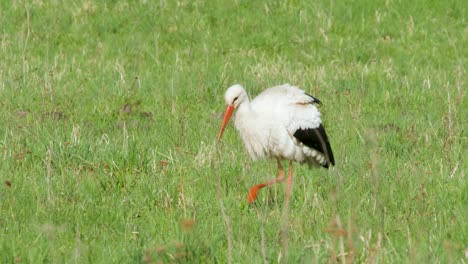 white stork ciconia ciconia is feeding in meadow-3