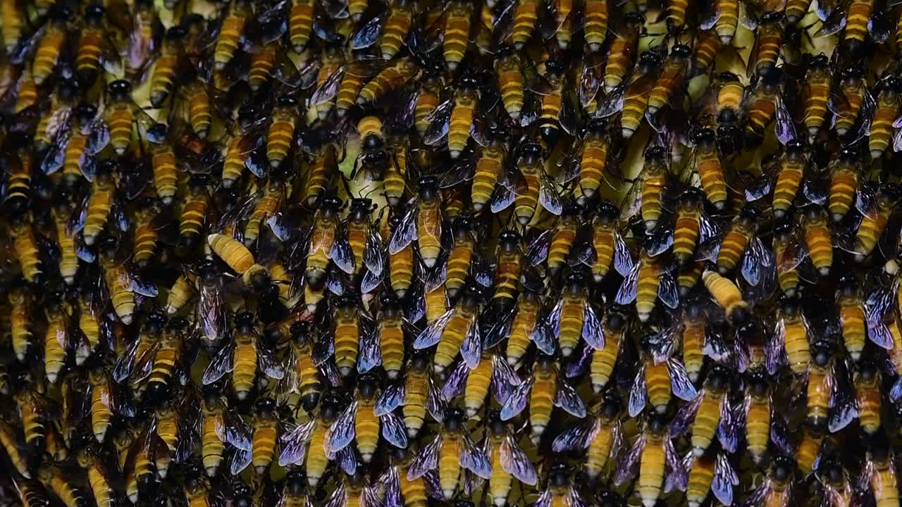se sabe que las abejas melíferas gigantes construyen grandes colonias de nidos con bolsillos simétricos hechos de cera para almacenar miel como fuente de alimento.