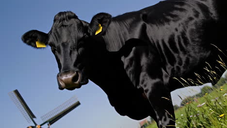 black cow in a dutch meadow with windmill