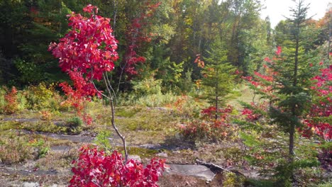 young red maple tree at natural park in canada during autumn