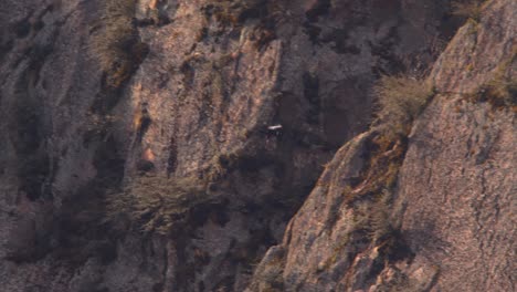 Single-Andean-Condor-dives-with-its-legs-stretched-down-and-lands-in-a-nest-on-the-mountain-ledge