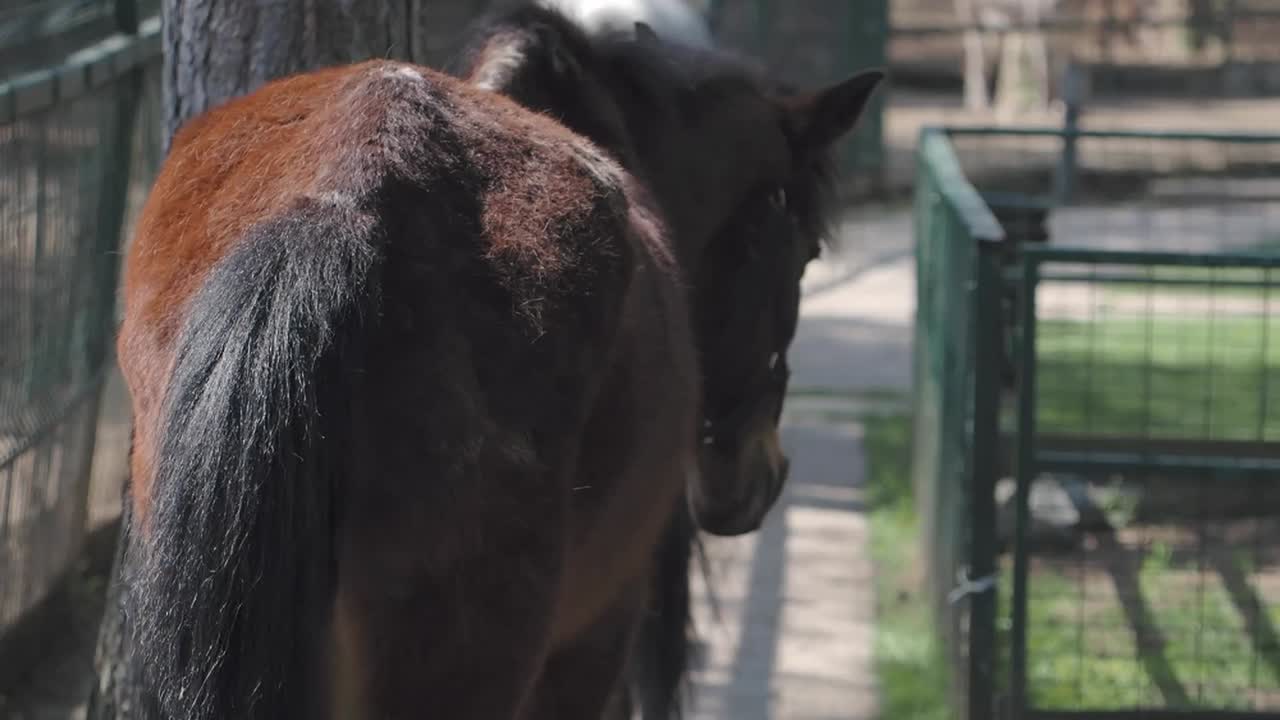 Horse in a Zoo Enclosure