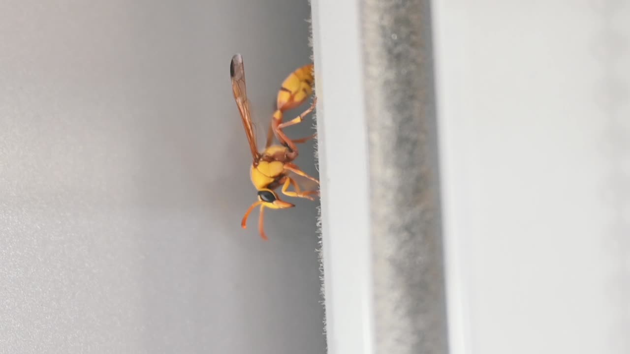 una avispa de papel amarillo descubierta dentro de una ventana de la oficina