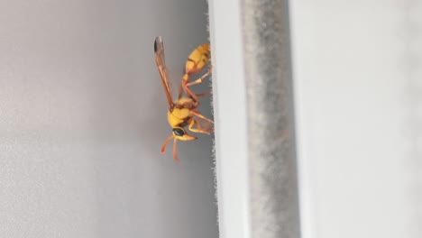 Eine-Gelbe-Papierwespe-Wurde-In-Einem-Bürofenster-Entdeckt