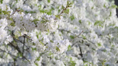 close-up of white cherry blossom flowers with delicate petals and fresh green leaves, heralding the joyous arrival of spring