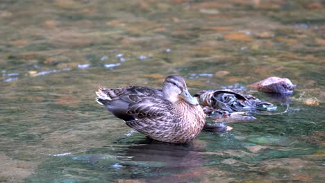 Stockente-In-Verschmutztem-Bach