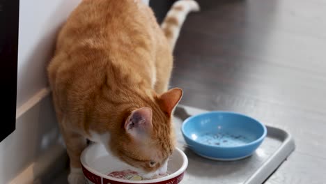 Indoor-Orange-tabby-cat-drinks-water-and-looks-up-happily