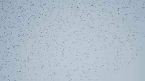 Una-Gran-Formación-De-Un-Cardumen-De-Pájaros-En-El-Cielo