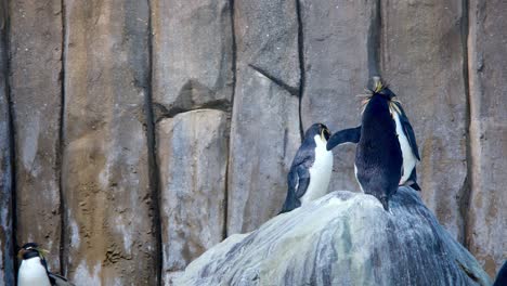 3 rockhopper penguins gathers on a rocky outcrop, showcasing their social behavior. the vertical cliff background highlights their natural habitat, capturing a candid moment