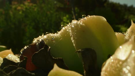 Rocío-De-La-Mañana-Evaporándose-En-Una-Planta-Suculenta,-Lapso-De-Tiempo-4k