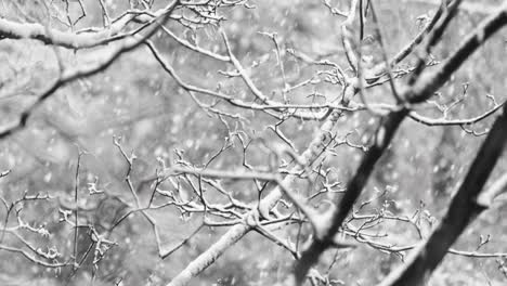 tree branches on the background of snowfall. flakes of snow falling down winter landscape.