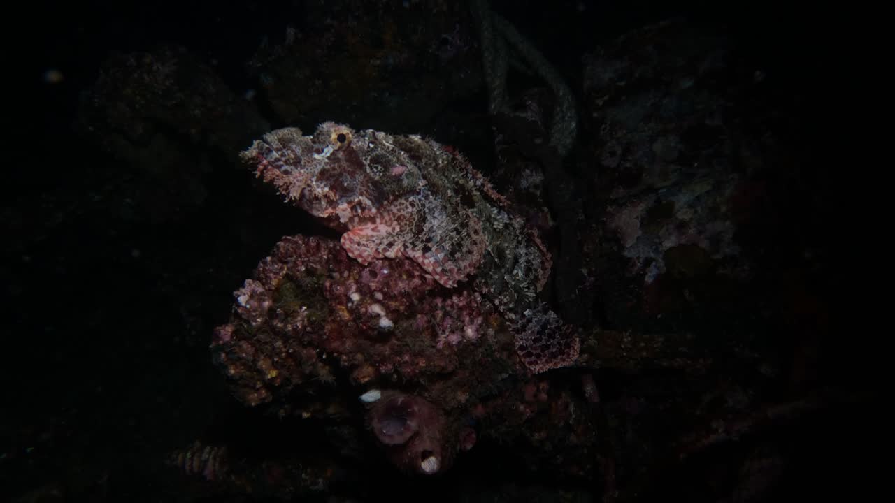 pez escorpión por la noche en un naufragio de arrecife tropical