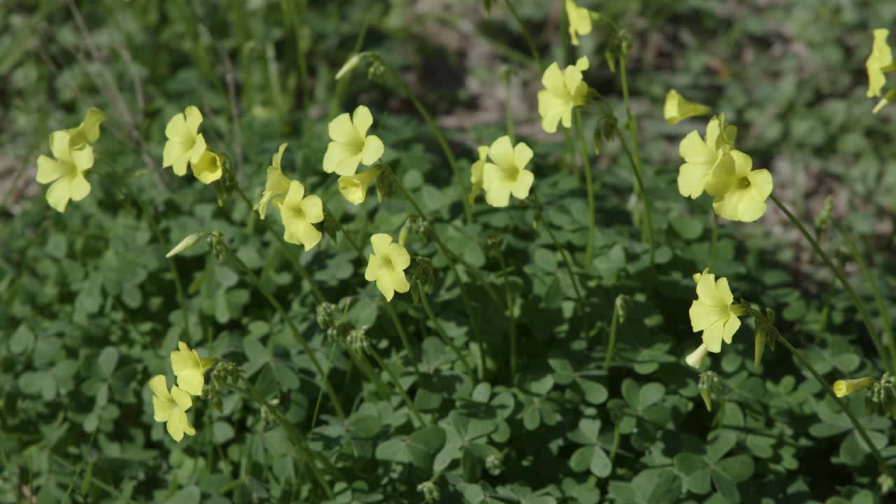 Yellow sourgrass wildflowers sway in strong wind, natural daylight, static camera, outdoor setting