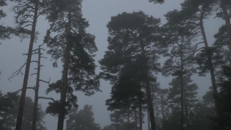 Altos-Pinos-Moviéndose-Con-El-Viento-Extremadamente-Fuerte-En-La-Niebla.