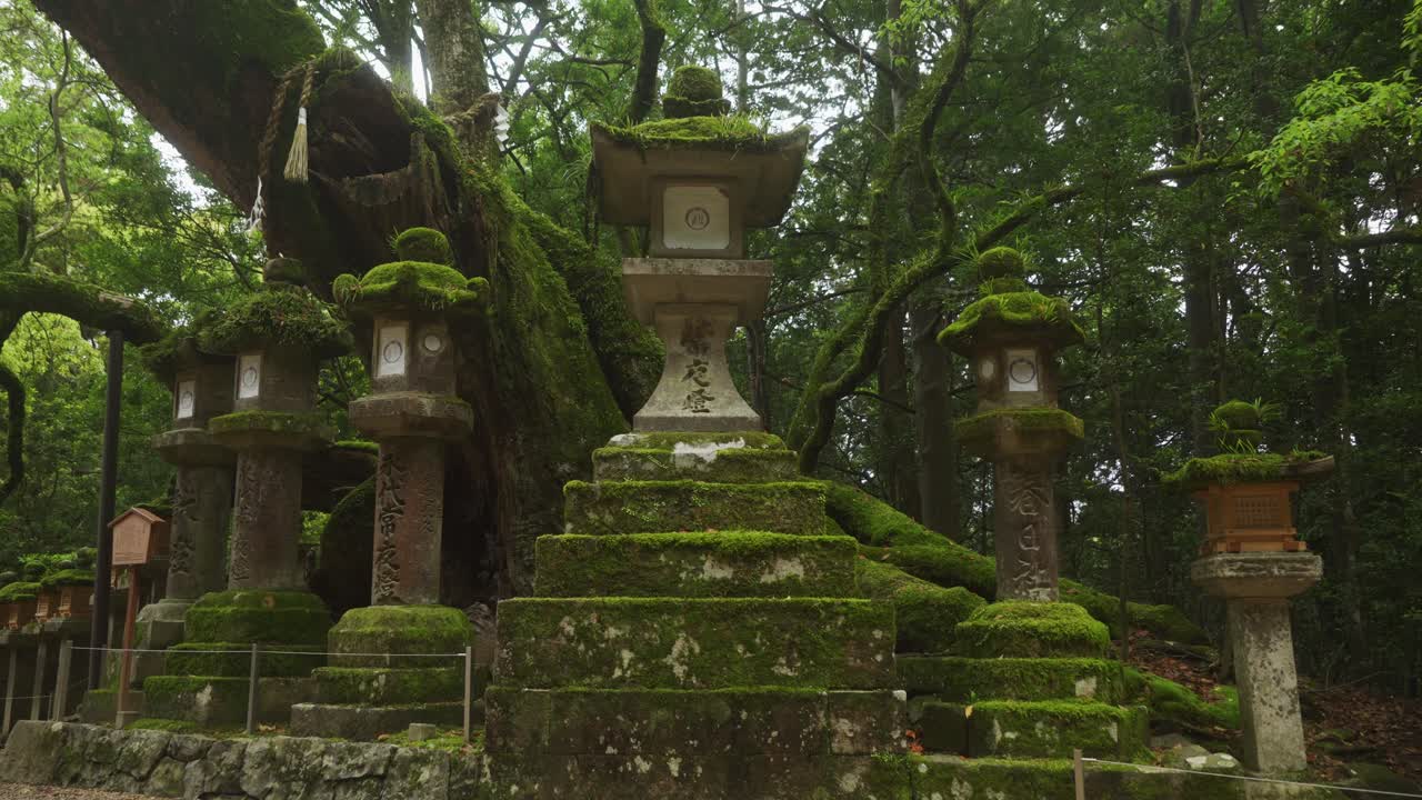 Low Angle View At Row Of Moss Covered Stone Lanterns At Kasugataisha shrine In Nara public park
